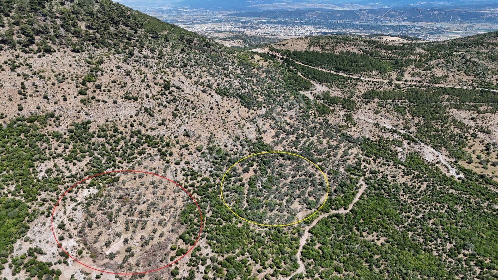 Bergama Tiyelti Köyünde 4 Dönüm Zeytinlik Satışta - Görsel 29