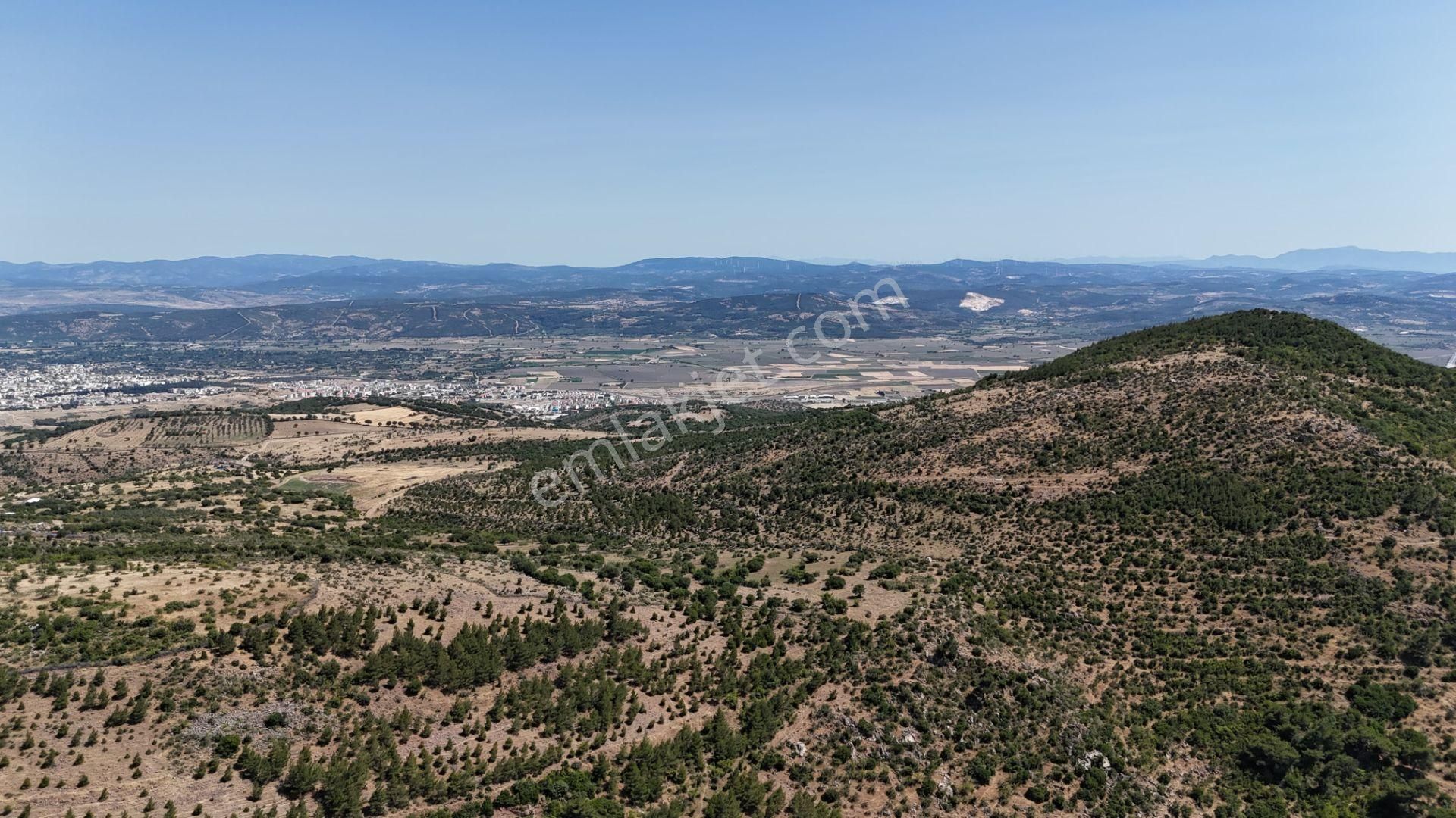 Bergama Tiyelti Köyünde 4 Dönüm Zeytinlik Satışta - Görsel 16