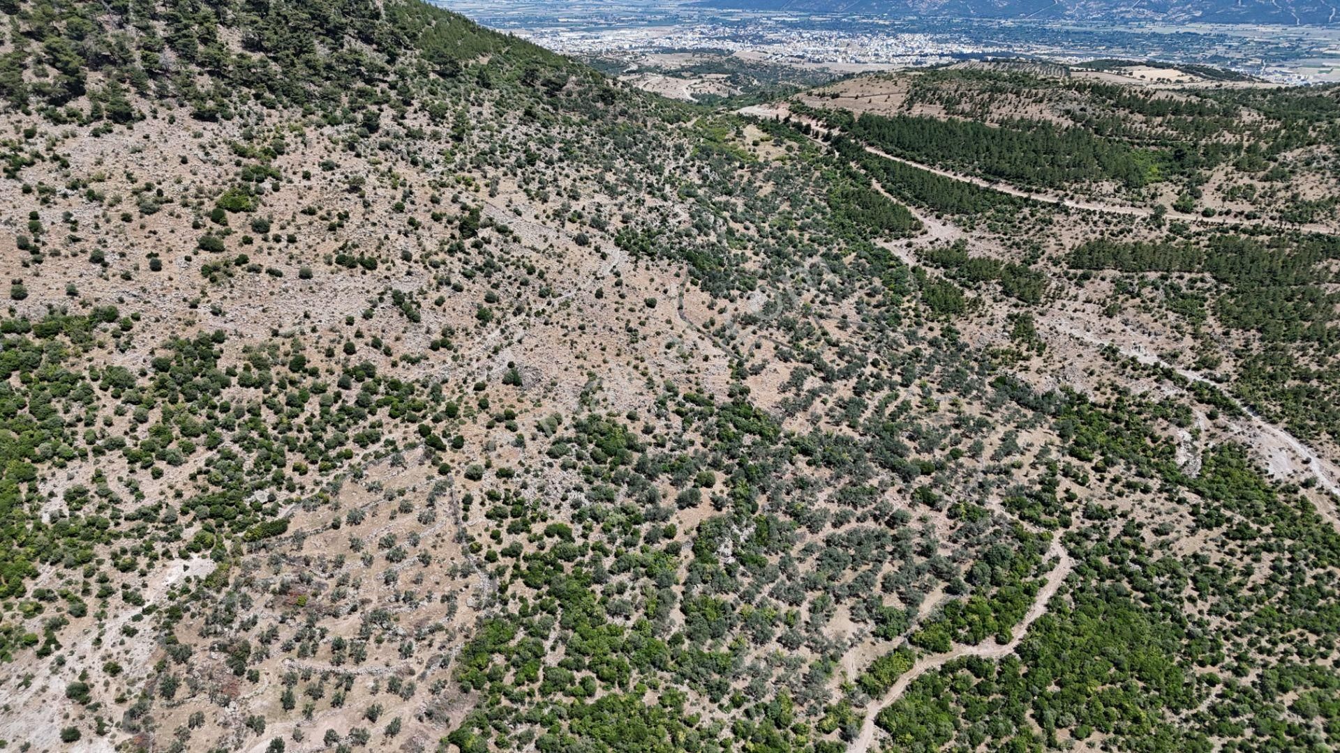 Bergama Tiyelti Köyünde 4 Dönüm Zeytinlik Satışta - Görsel 7
