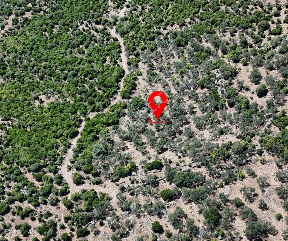 Bergama Tiyelti Köyünde 4 Dönüm Zeytinlik Satışta - Görsel 2