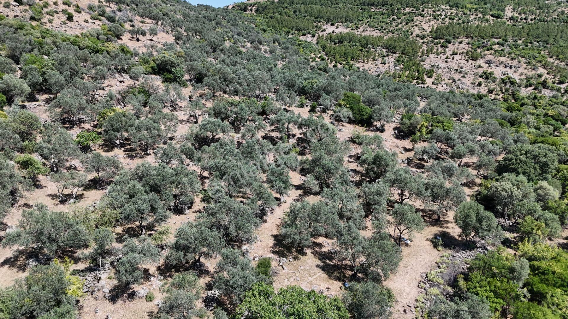 Bergama Tiyelti Köyünde 4 Dönüm Zeytinlik Satışta - Görsel 5