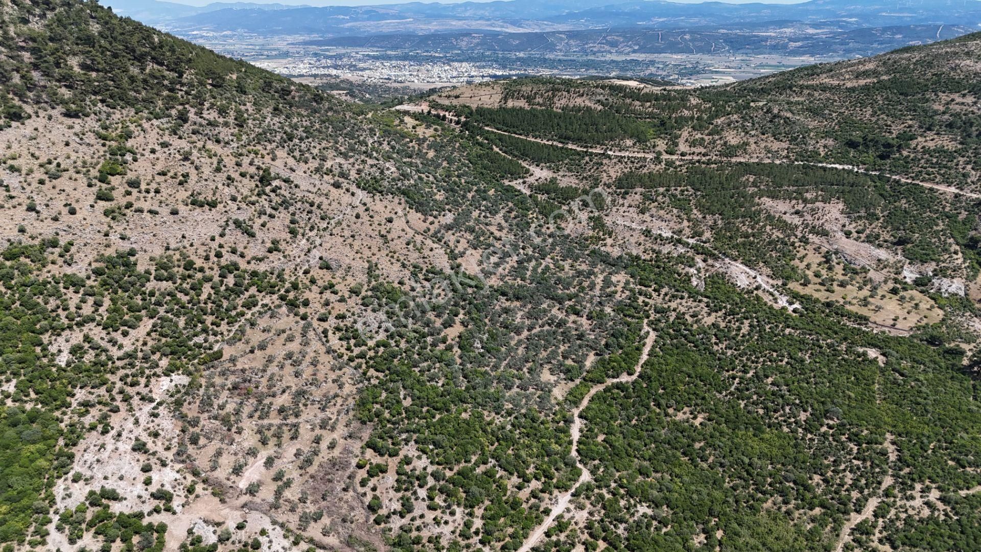 Bergama Tiyelti Köyünde 4 Dönüm Zeytinlik Satışta - Görsel 18