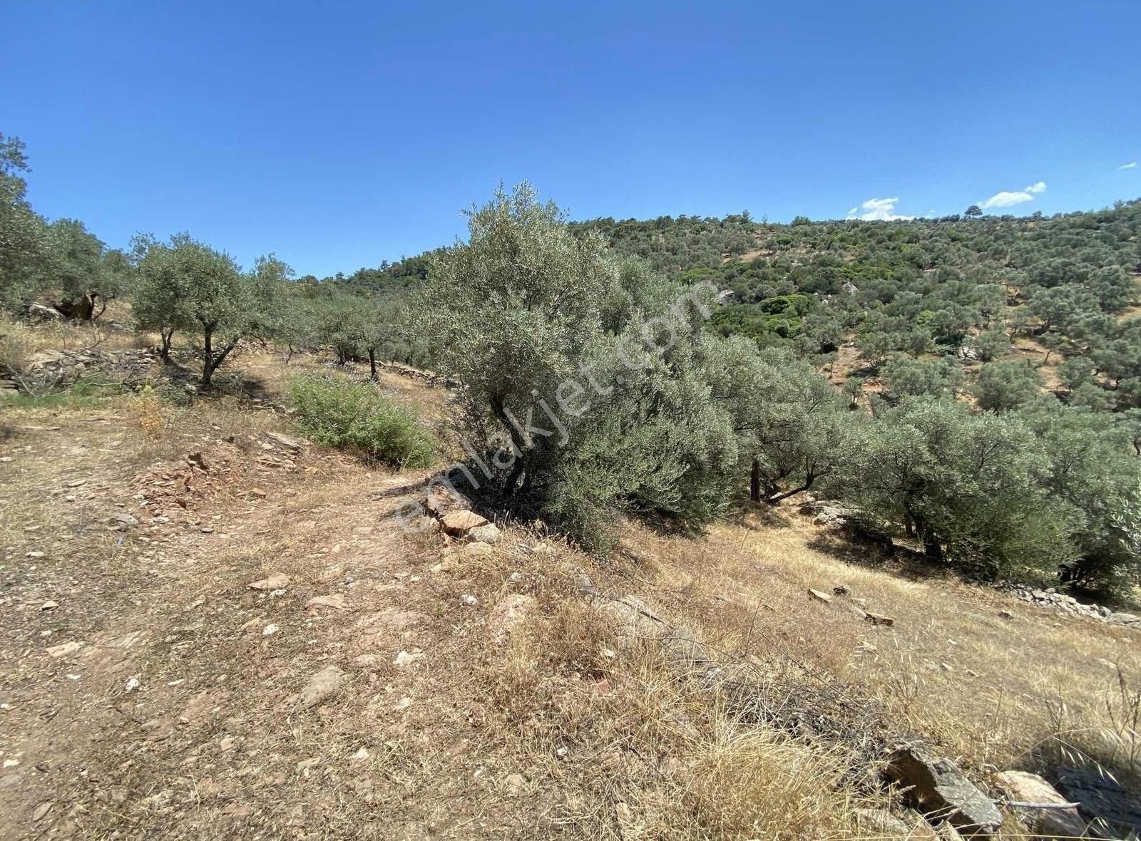 Milas Karapınar'da Satılık - Kat Karşılığı Köyiçi İmarlı Arsalar - Görsel 7