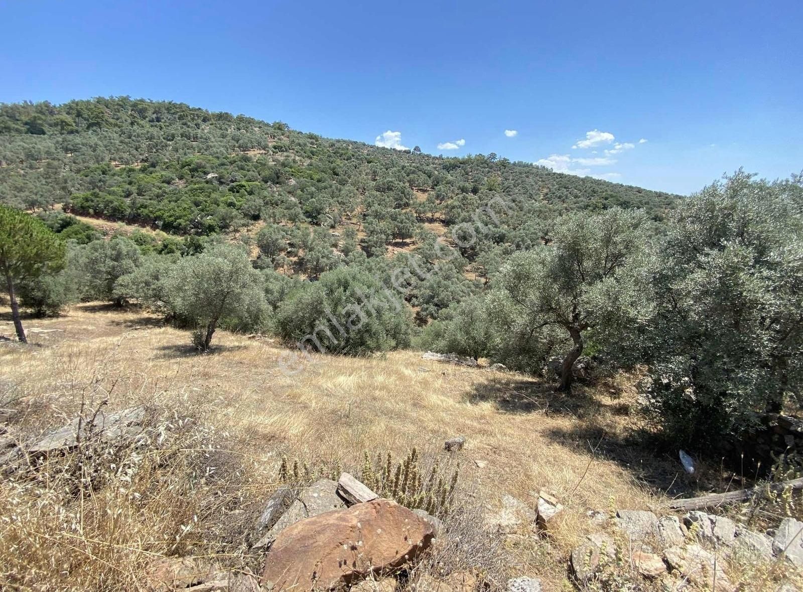 Milas Karapınar'da Satılık - Kat Karşılığı Köyiçi İmarlı Arsalar - Görsel 8