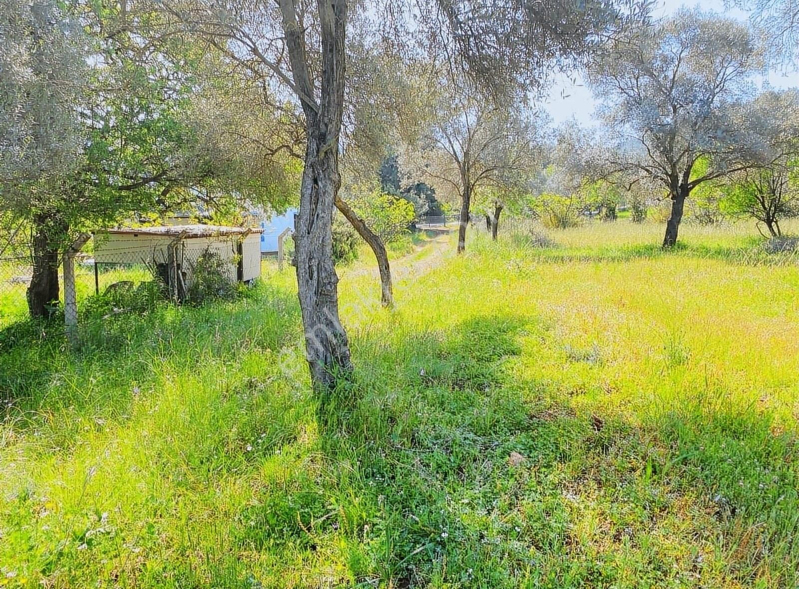 Bodrum Kızılağaç'ta Yola Sıfır İmarlı Müstakil Tarla - Görsel 2