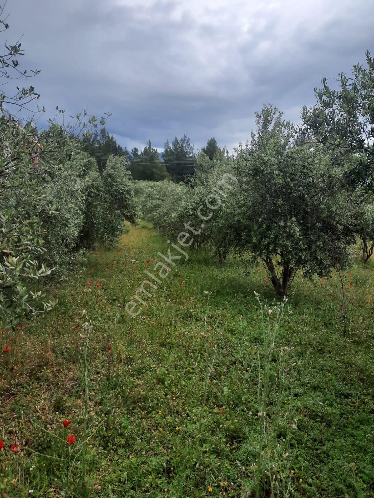 Kaş Kınık'ta Satılık Arazi - Görsel 7