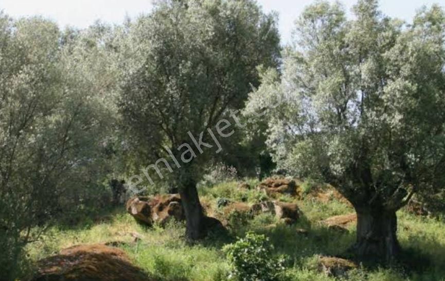 Seydikemer Gölbent'te Satılık Zeytinlik - Görsel 3