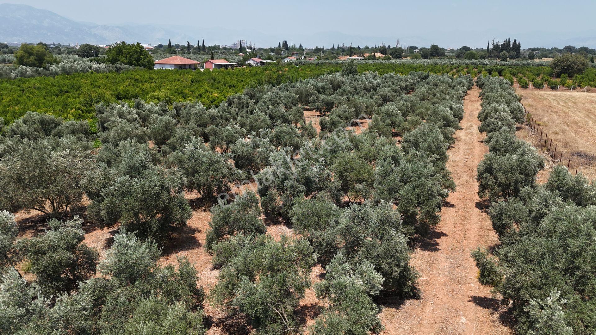 Döşemealtı Çıplaklı Mahallesinde Satılık Zeytin Bahçesi 5718 M2 - Görsel 4