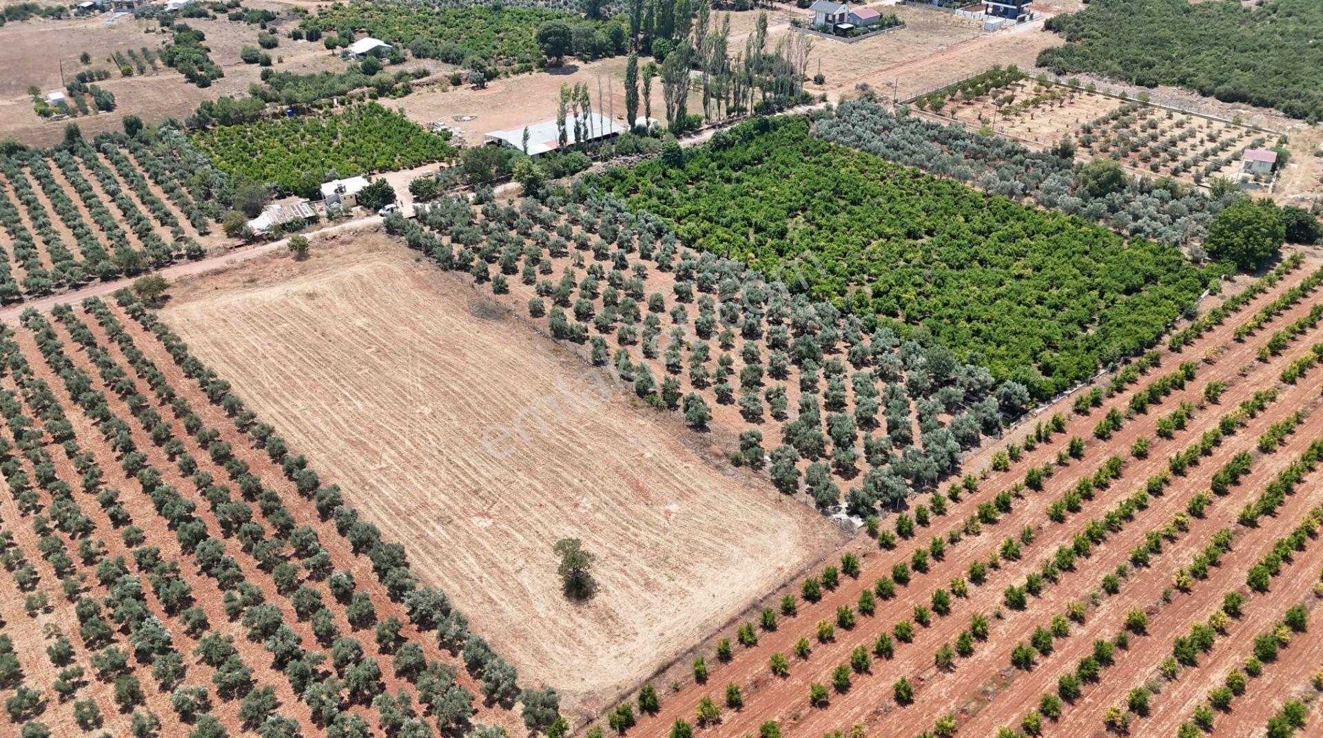 Döşemealtı Çıplaklı Mahallesinde Satılık Zeytin Bahçesi 5718 M2 - Görsel 13