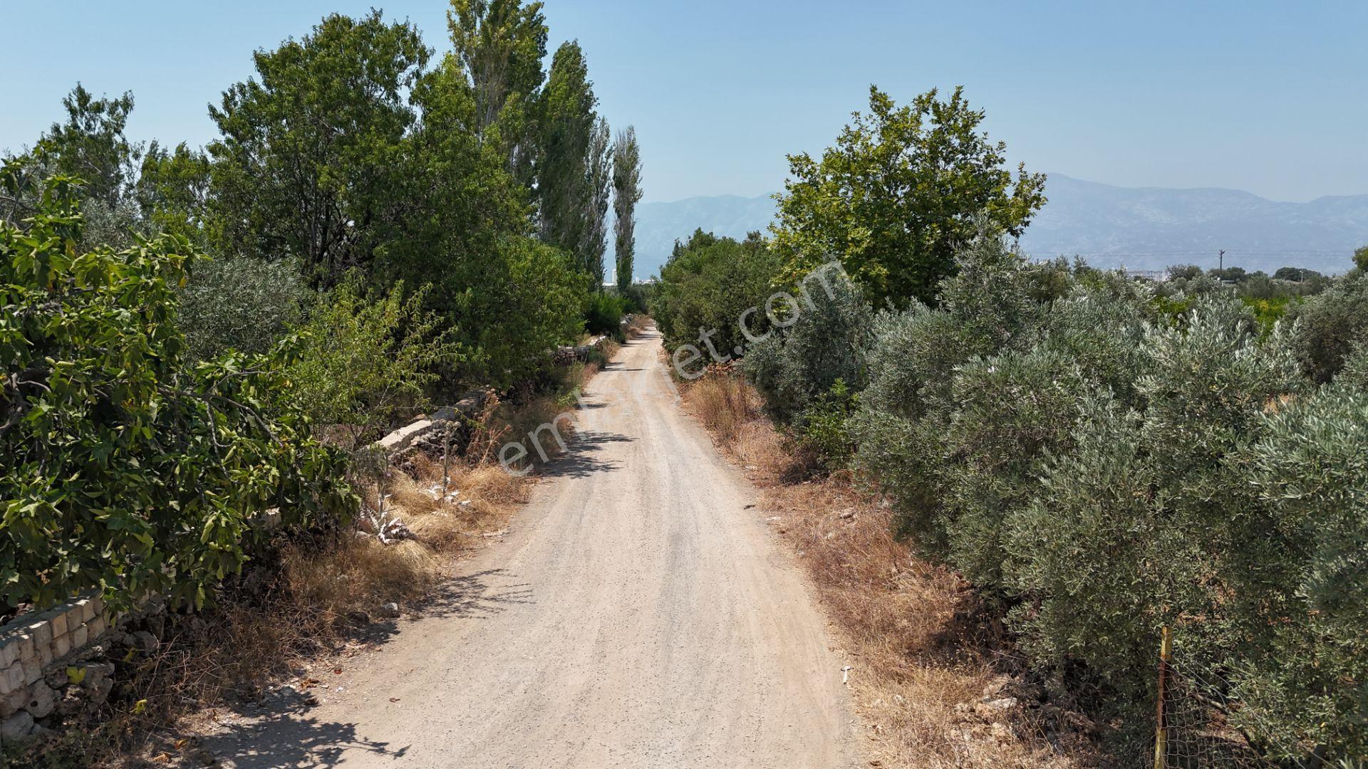 Döşemealtı Çıplaklı Mahallesinde Satılık Zeytin Bahçesi 5718 M2 - Görsel 3