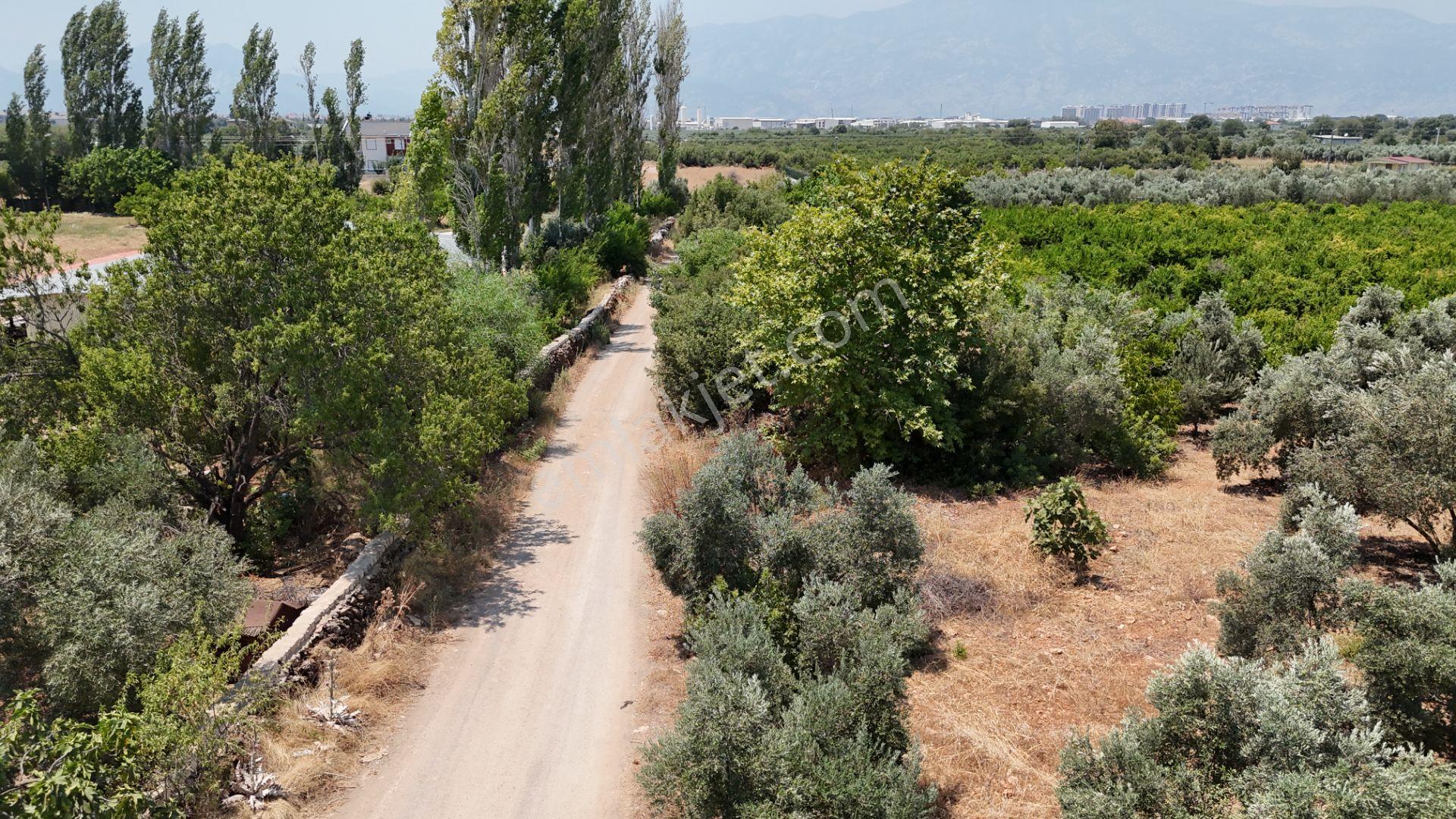 Döşemealtı Çıplaklı Mahallesinde Satılık Zeytin Bahçesi 5718 M2 - Görsel 5