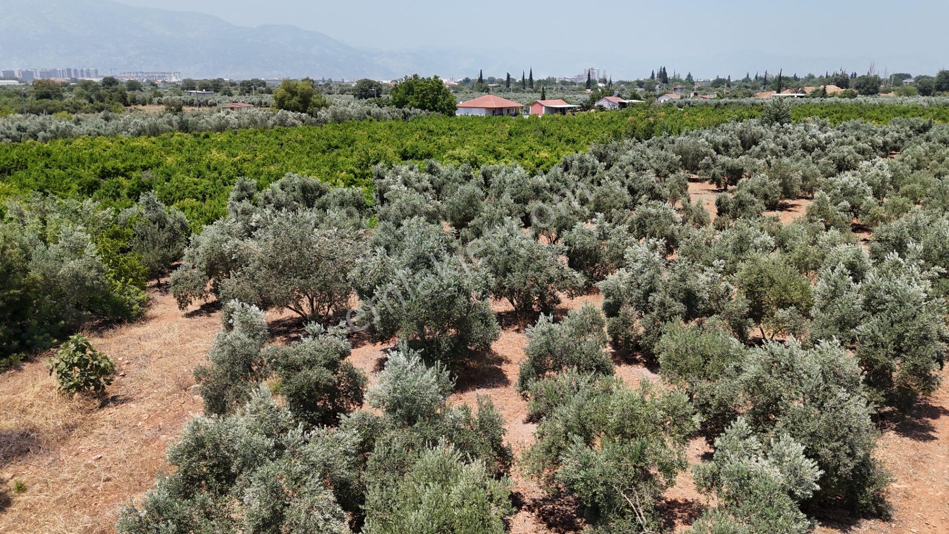 Döşemealtı Çıplaklı Mahallesinde Satılık Zeytin Bahçesi 5718 M2 - Görsel 2