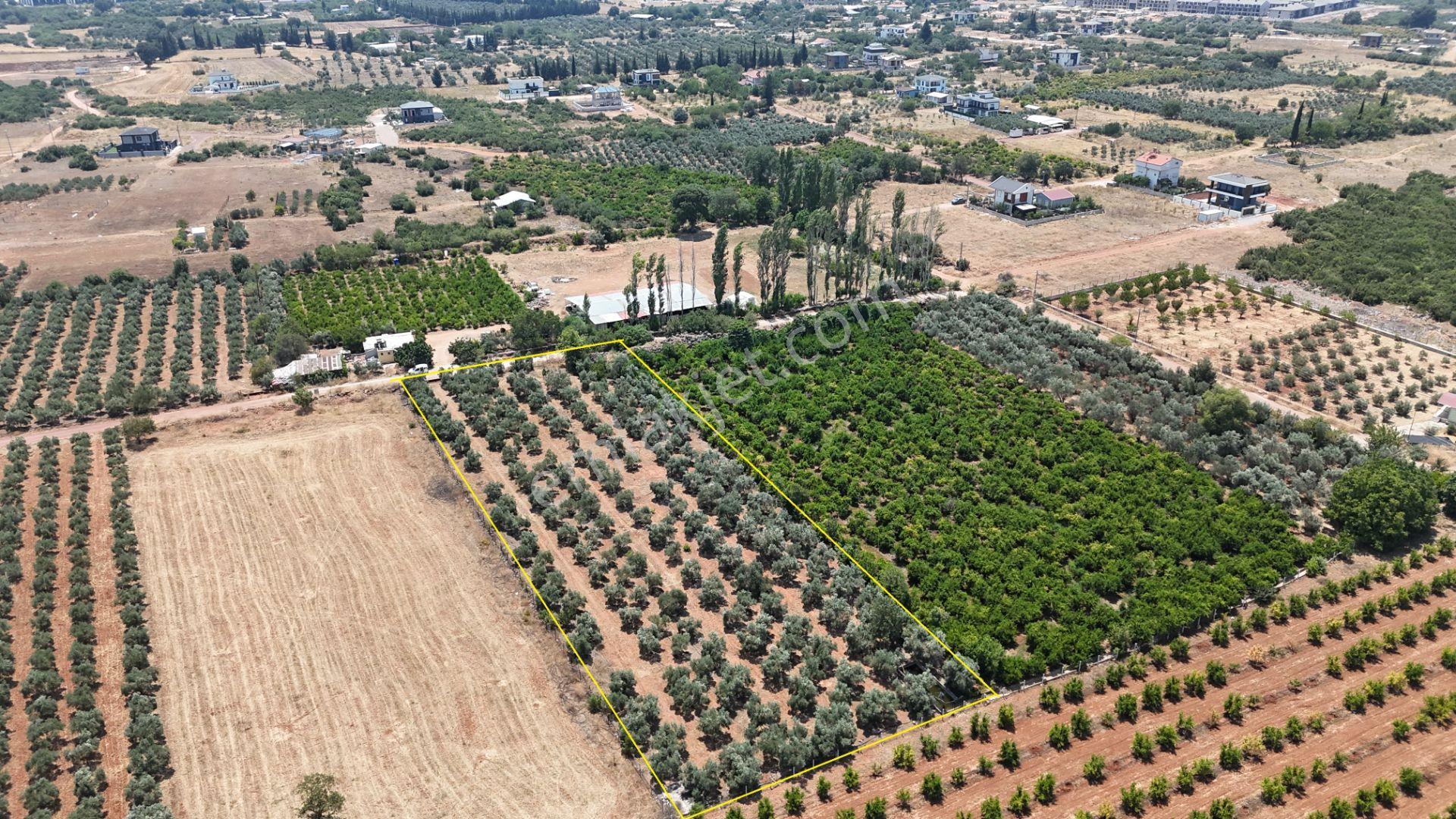 Döşemealtı Çıplaklı Mahallesinde Satılık Zeytin Bahçesi 5718 M2 - Görsel 11