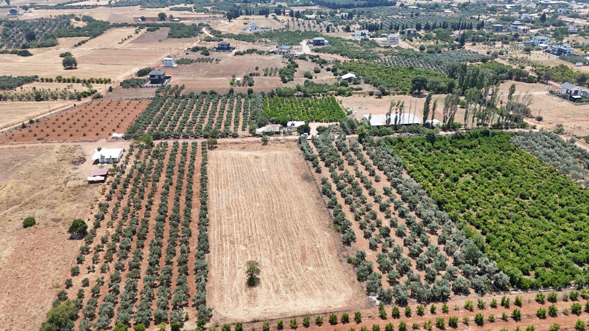 Döşemealtı Çıplaklı Mahallesinde Satılık Zeytin Bahçesi 5718 M2 - Görsel 12