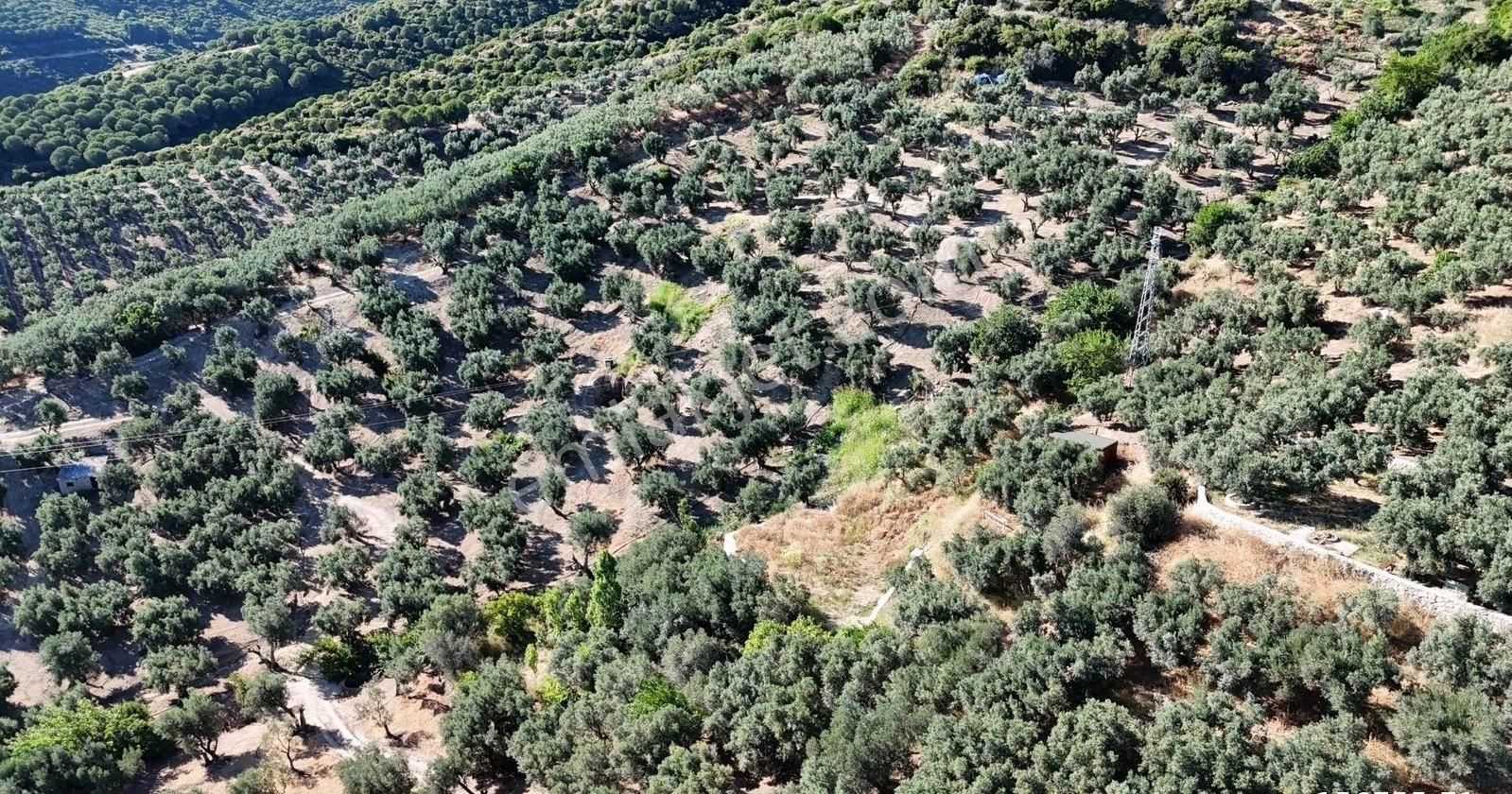 Çalışkanlar Gyo'dan Çeltikçide Satılık 1 Dönüm Zeytinlik - Görsel 17