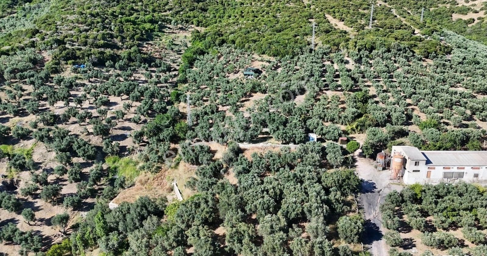 Çalışkanlar Gyo'dan Çeltikçide Satılık 1 Dönüm Zeytinlik - Görsel 19