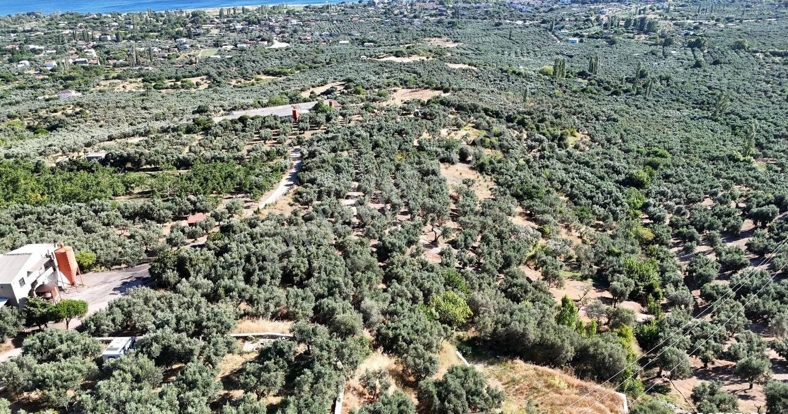 Çalışkanlar Gyo'dan Çeltikçide Satılık 1 Dönüm Zeytinlik - Görsel 9