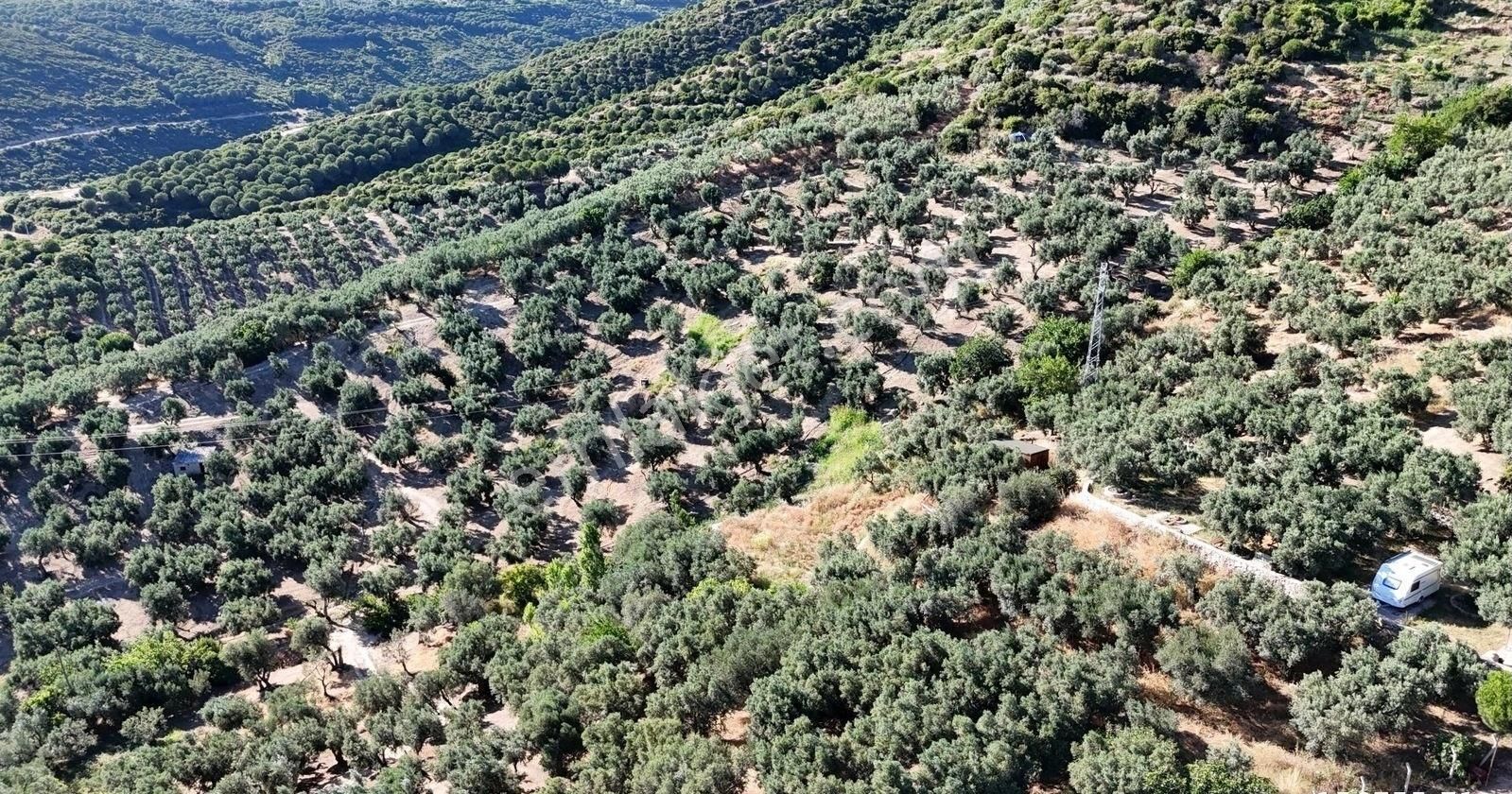 Çalışkanlar Gyo'dan Çeltikçide Satılık 1 Dönüm Zeytinlik - Görsel 18