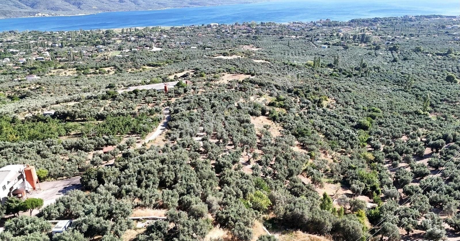 Çalışkanlar Gyo'dan Çeltikçide Satılık 1 Dönüm Zeytinlik - Görsel 11