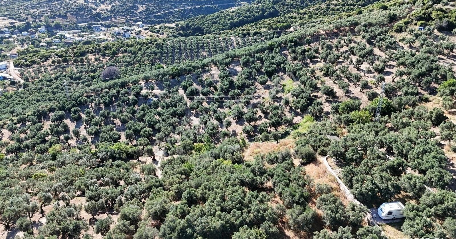 Çalışkanlar Gyo'dan Çeltikçide Satılık 1 Dönüm Zeytinlik - Görsel 4