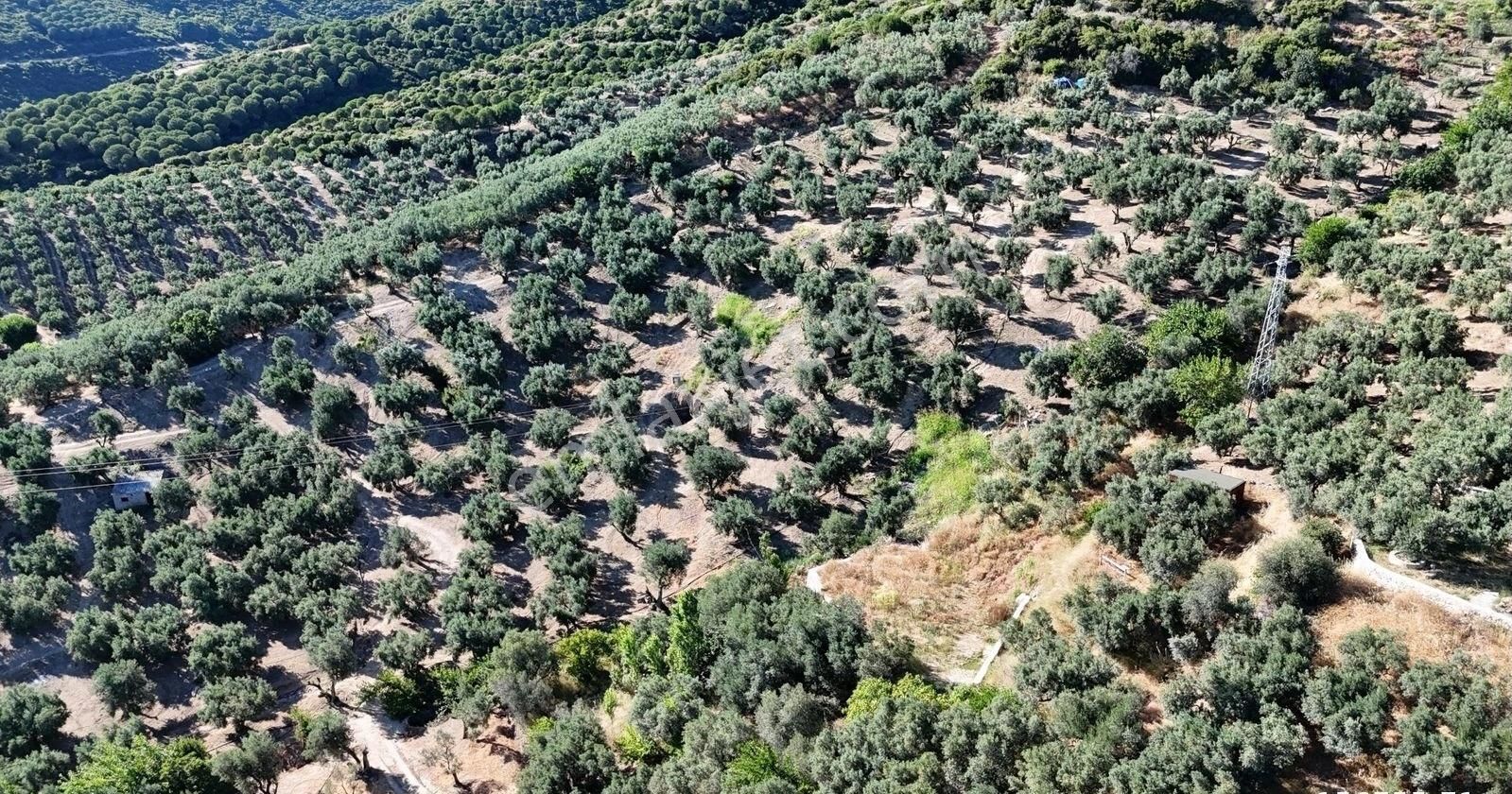 Çalışkanlar Gyo'dan Çeltikçide Satılık 1 Dönüm Zeytinlik - Görsel 3