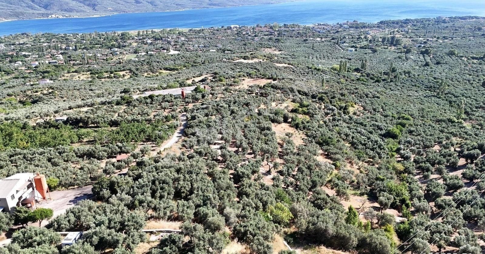 Çalışkanlar Gyo'dan Çeltikçide Satılık 1 Dönüm Zeytinlik - Görsel 12