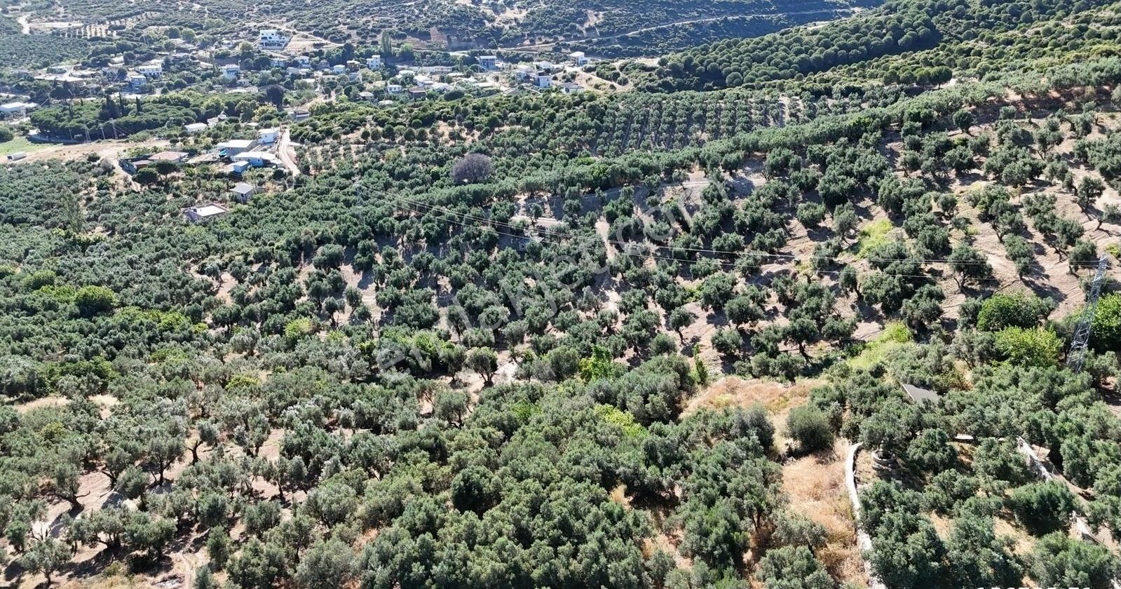 Çalışkanlar Gyo'dan Çeltikçide Satılık 1 Dönüm Zeytinlik - Görsel 7