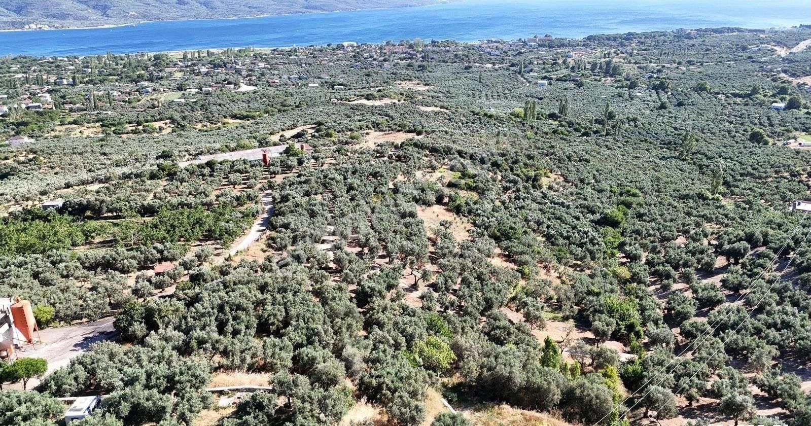 Çalışkanlar Gyo'dan Çeltikçide Satılık 1 Dönüm Zeytinlik - Görsel 6