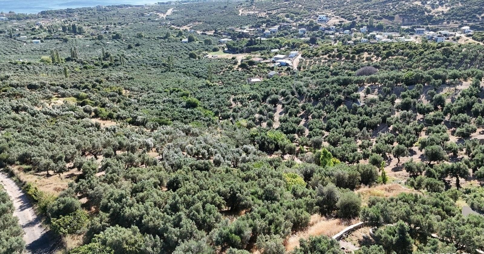 Çalışkanlar Gyo'dan Çeltikçide Satılık 1 Dönüm Zeytinlik - Görsel 20