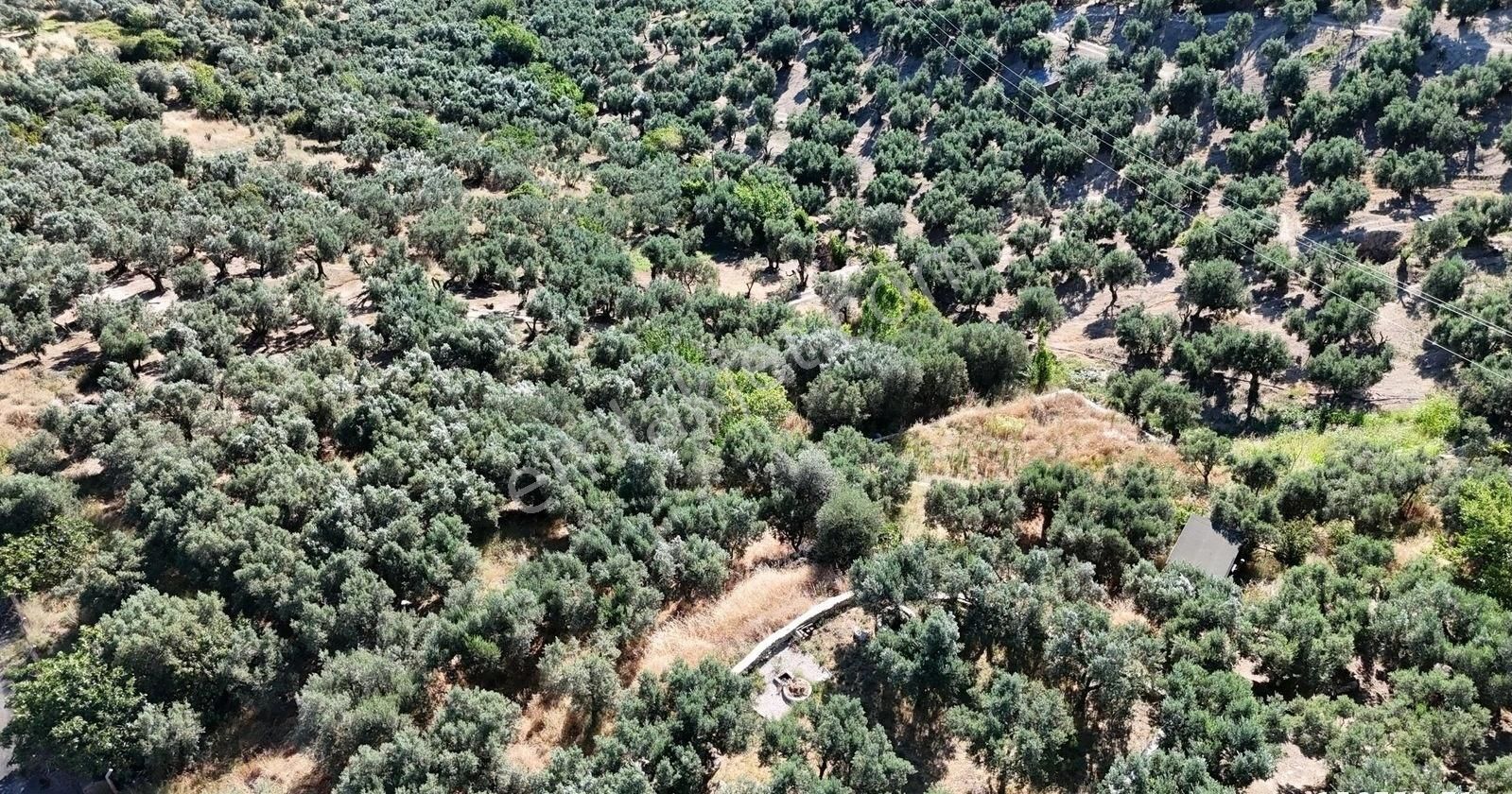 Çalışkanlar Gyo'dan Çeltikçide Satılık 1 Dönüm Zeytinlik - Görsel 5