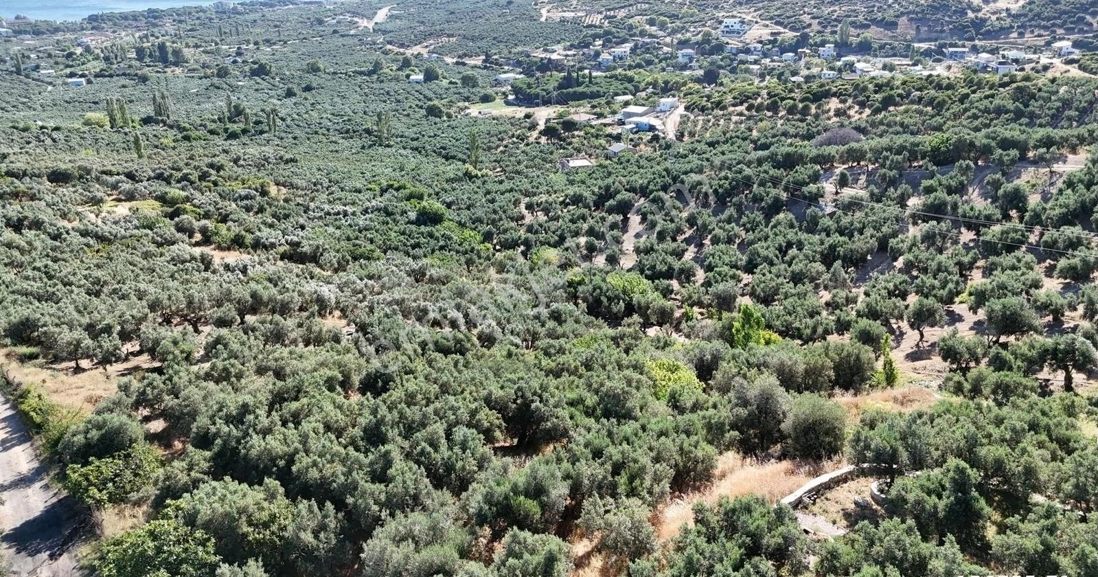 Çalışkanlar Gyo'dan Çeltikçide Satılık 1 Dönüm Zeytinlik - Görsel 15