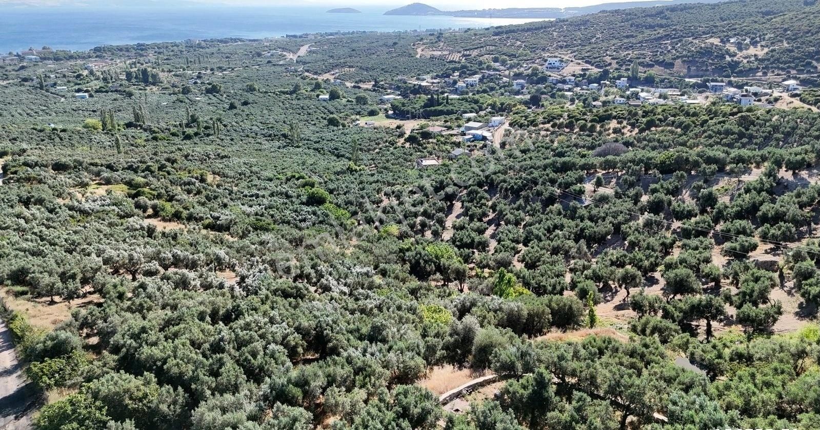 Çalışkanlar Gyo'dan Çeltikçide Satılık 1 Dönüm Zeytinlik - Görsel 2