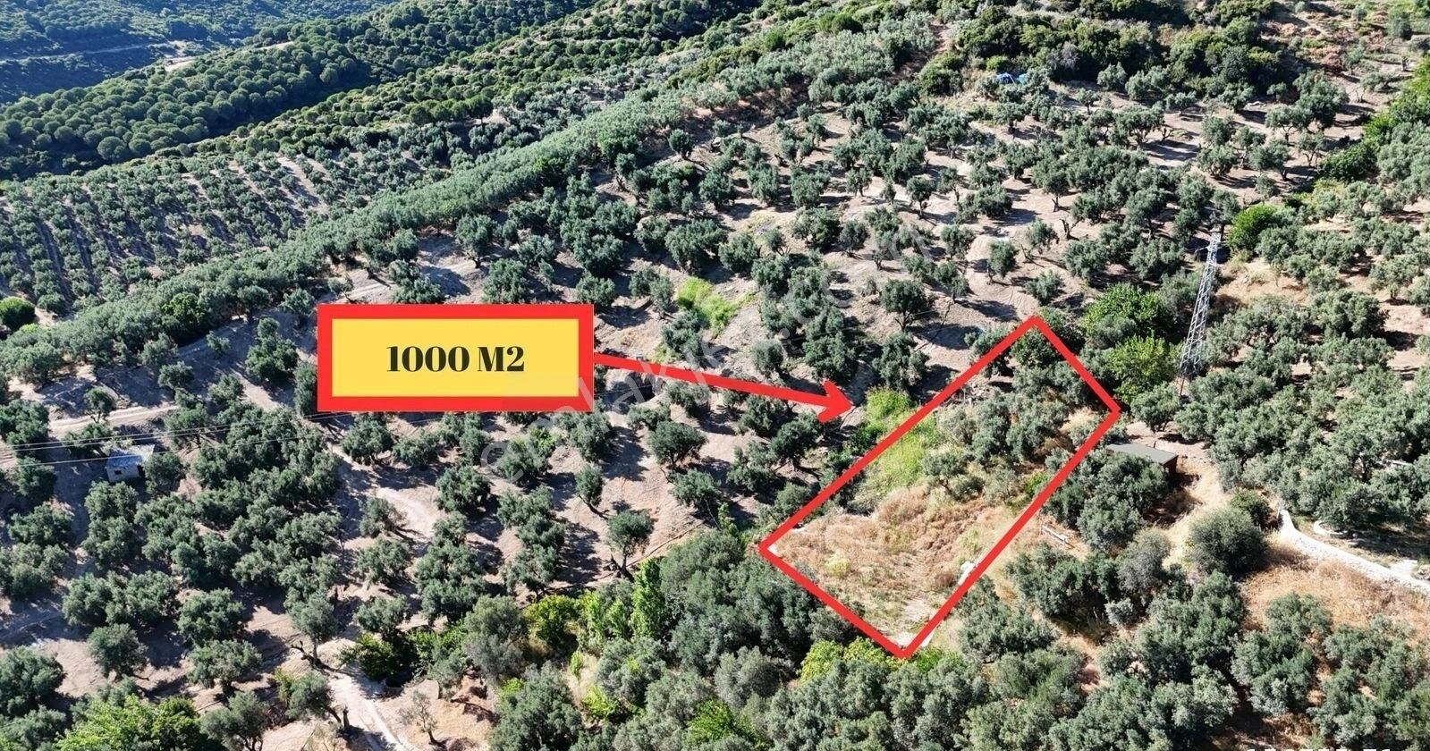 Çalışkanlar Gyo'dan Çeltikçide Satılık 1 Dönüm Zeytinlik - Görsel 10