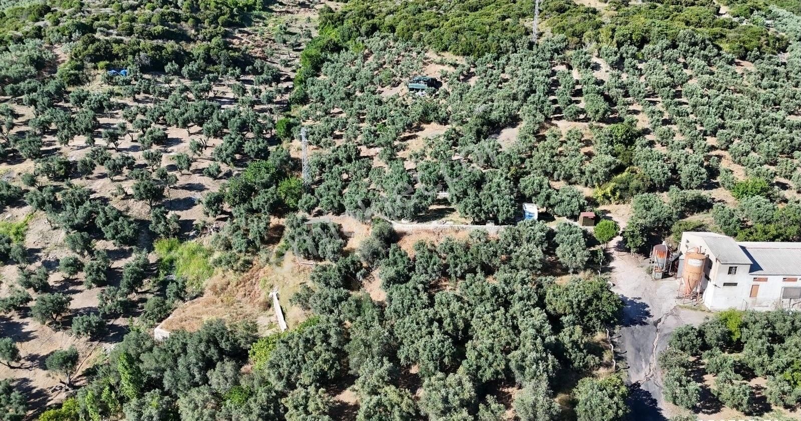 Çalışkanlar Gyo'dan Çeltikçide Satılık 1 Dönüm Zeytinlik - Görsel 13