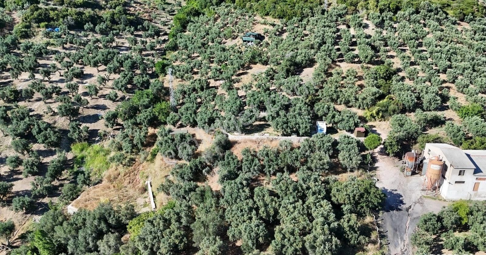 Çalışkanlar Gyo'dan Çeltikçide Satılık 1 Dönüm Zeytinlik - Görsel 8