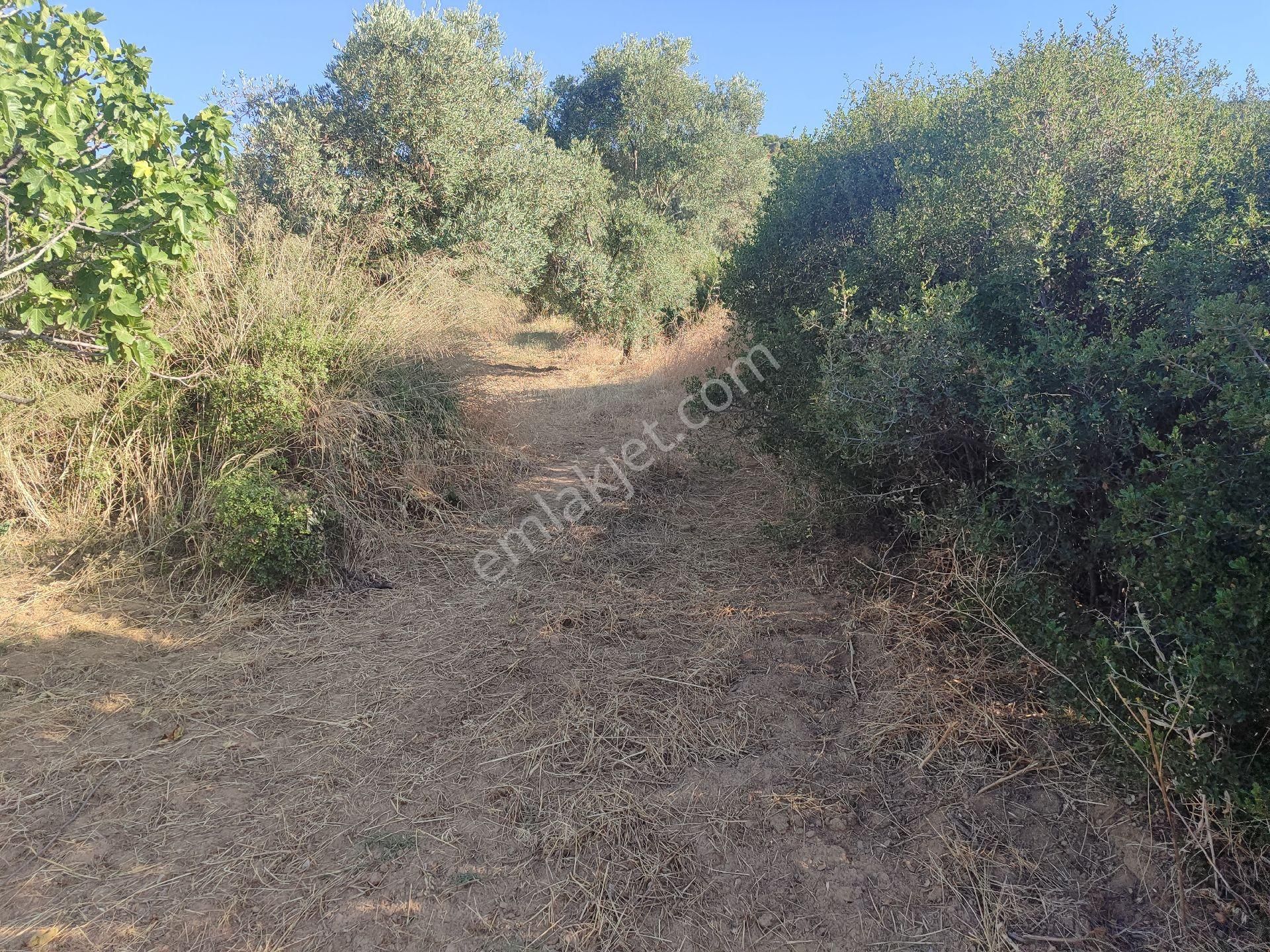 Sb Emlak Ofisinden Çobanköy Mah. Yatırımlık Fırsat Zeytinlik