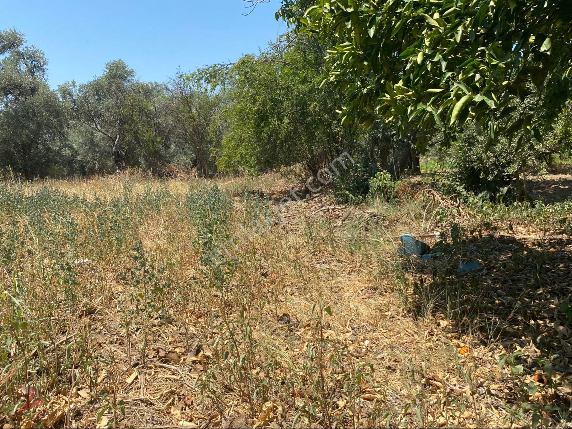 Satılık Bahçe – Zeytinova Mahallesi / Bayındır / İzmir - Görsel 8