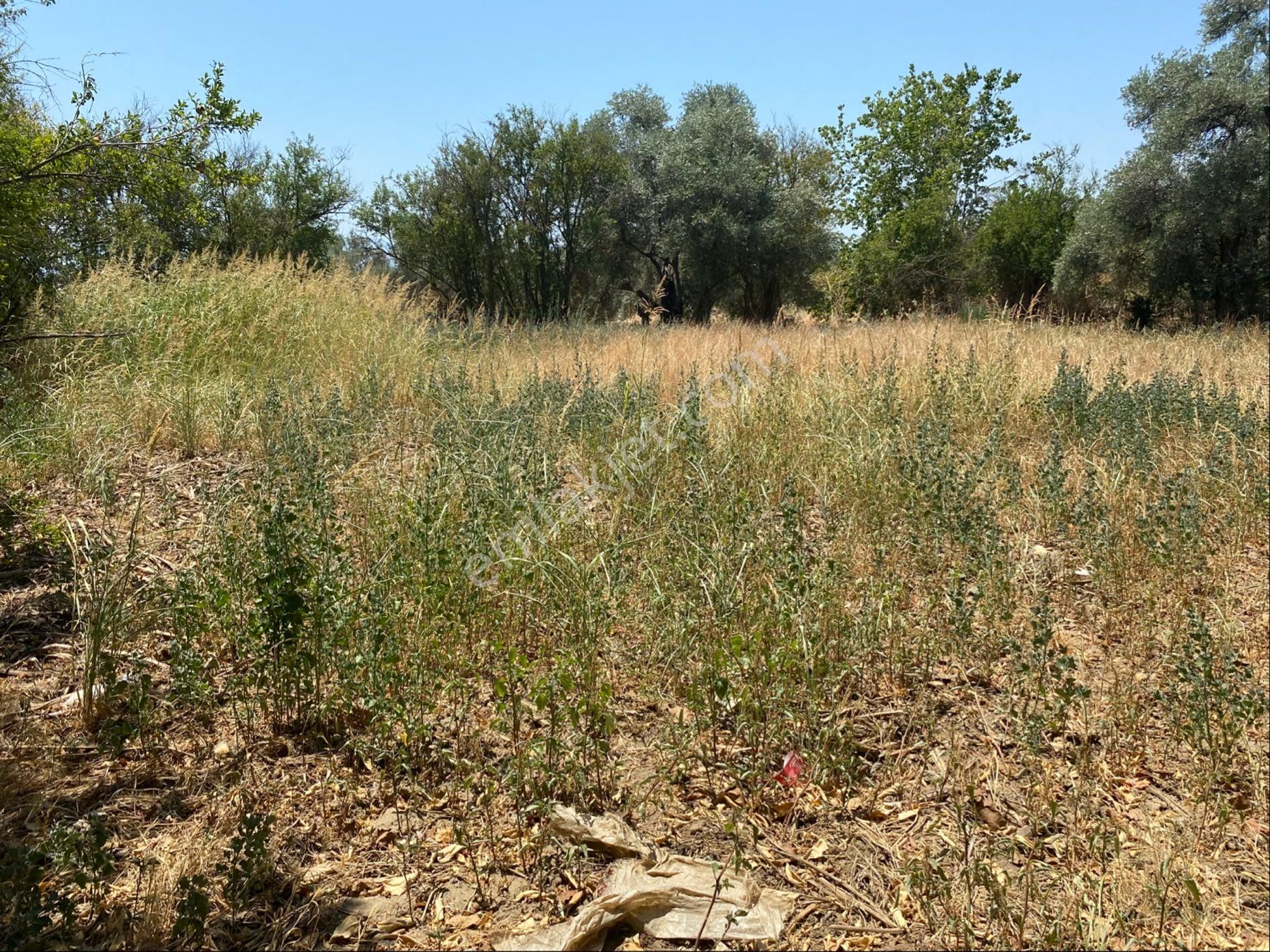 Satılık Bahçe – Zeytinova Mahallesi / Bayındır / İzmir - Görsel 9