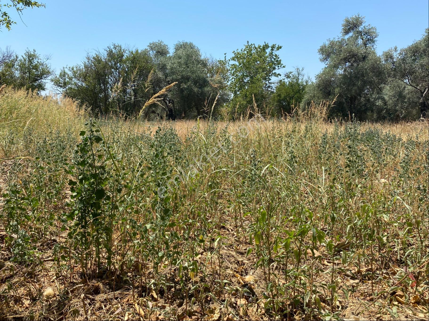 Satılık Bahçe – Zeytinova Mahallesi / Bayındır / İzmir - Görsel 10