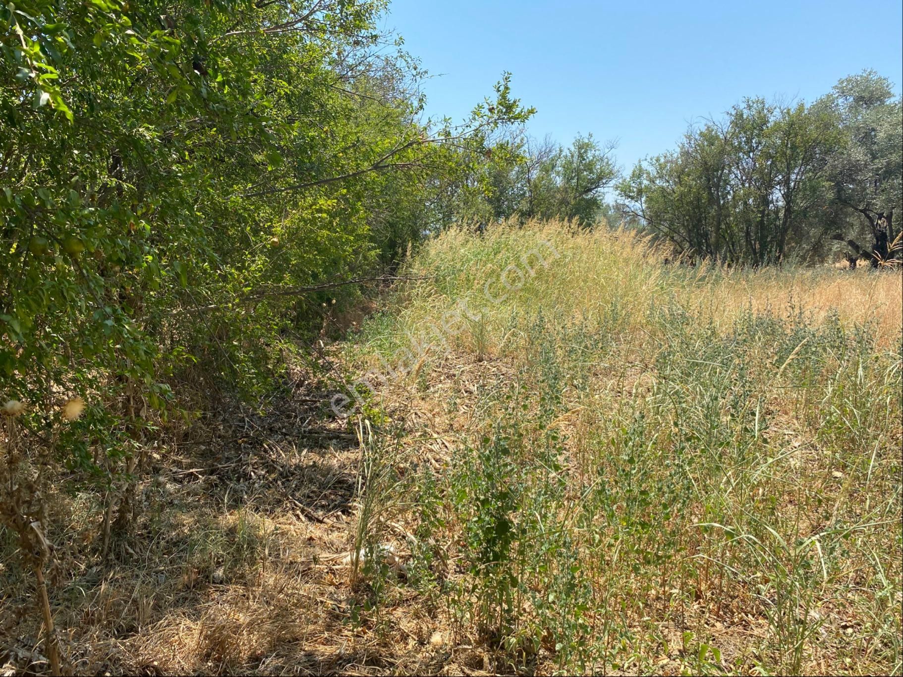 Satılık Bahçe – Zeytinova Mahallesi / Bayındır / İzmir - Görsel 7