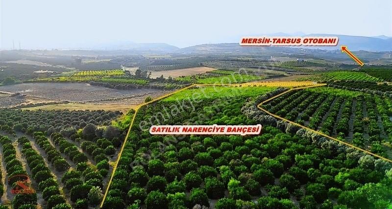 Satılık 28.700 M2 Krediye Uygun Yetişkin Narenciye Bahçesi - Görsel 7