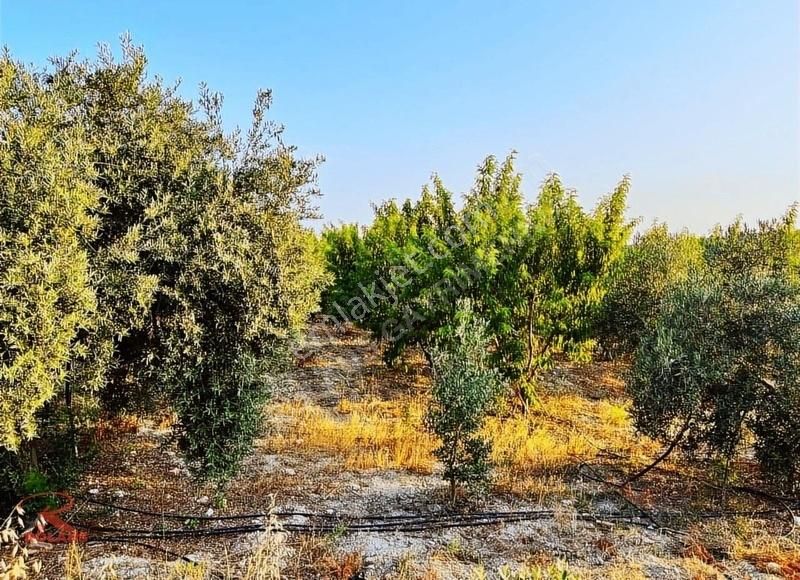 Satılık 28.700 M2 Krediye Uygun Yetişkin Narenciye Bahçesi - Görsel 13