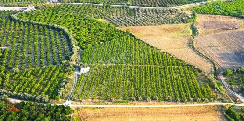 Satılık 28.700 M2 Krediye Uygun Yetişkin Narenciye Bahçesi - Görsel 10