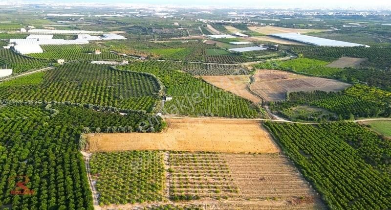 Satılık 28.700 M2 Krediye Uygun Yetişkin Narenciye Bahçesi - Görsel 9