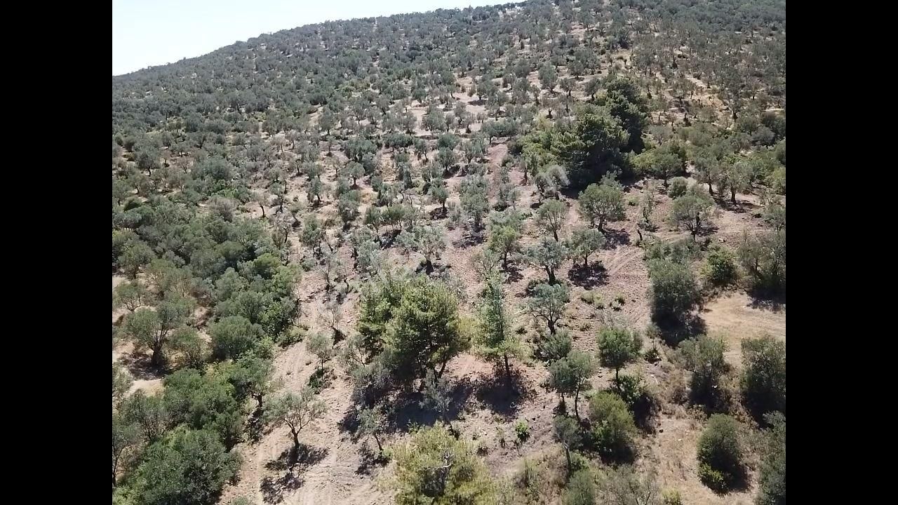 Ali Türk Gayrimenkulden Gömeç Karaağaçta Satılık Zeytinlik - Görsel 6