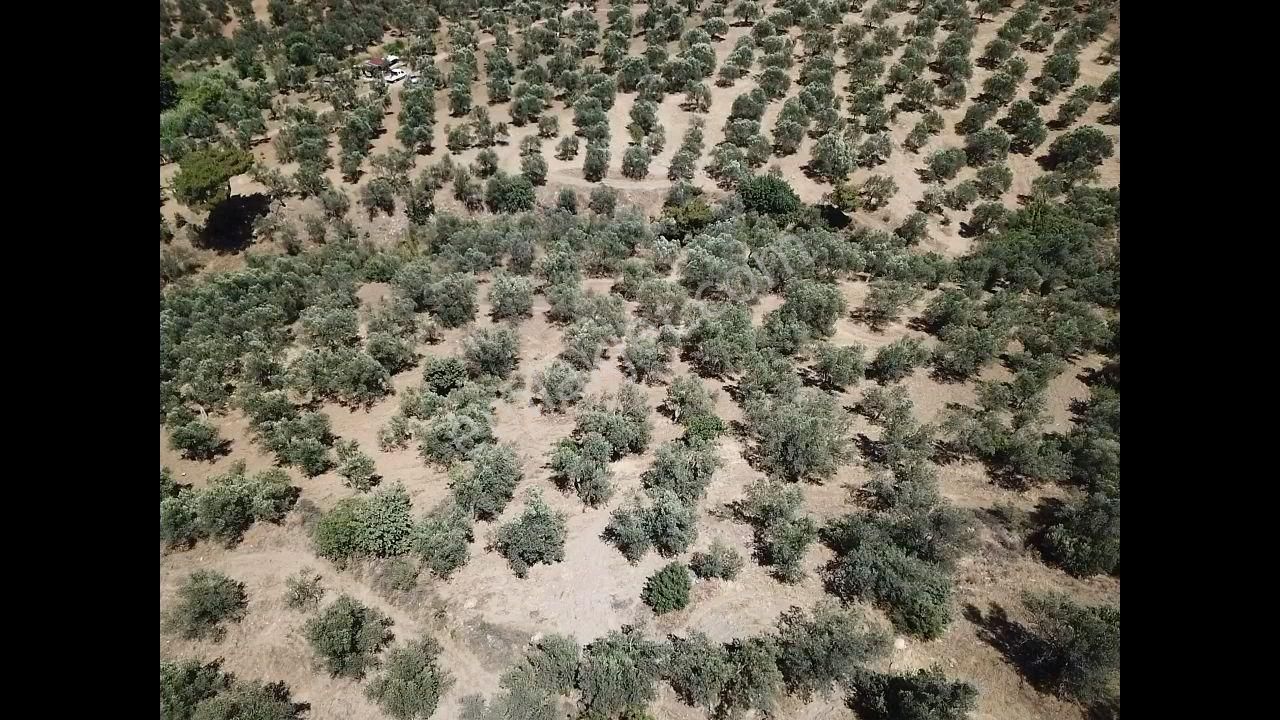 Ali Türk Gayrimenkulden Gömeç Karaağaçta Satılık Zeytinlik - Görsel 2