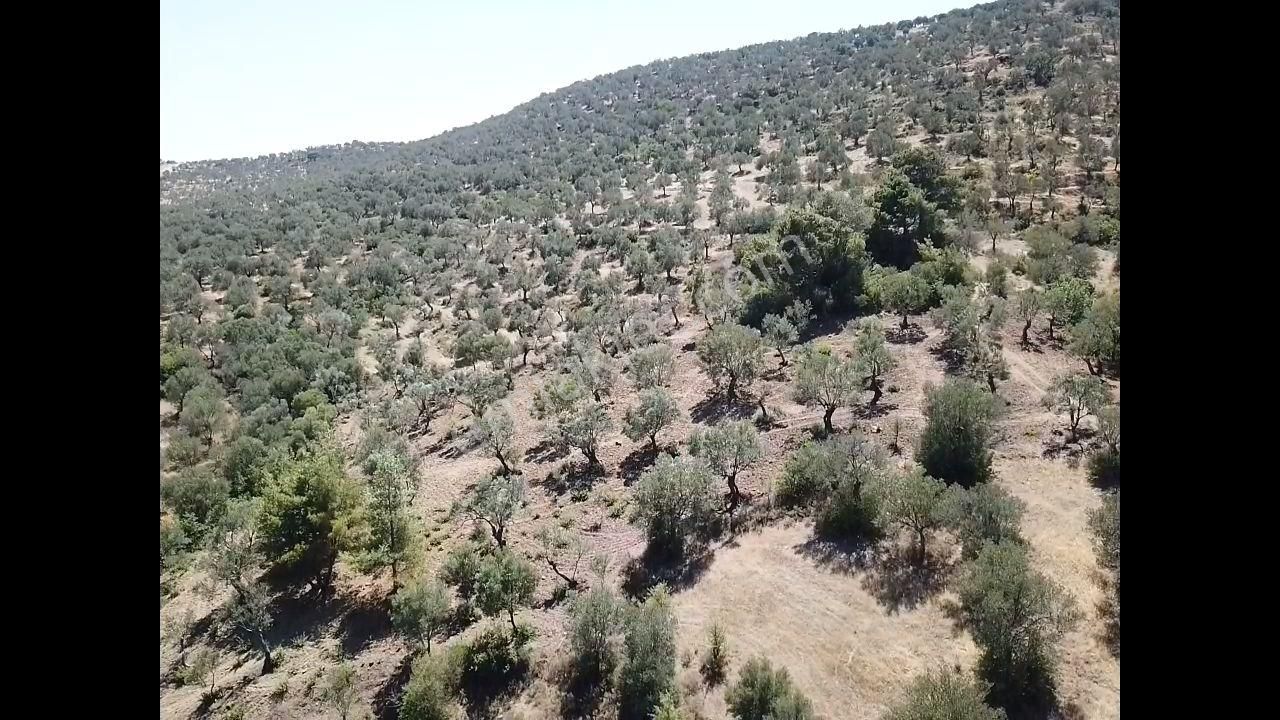 Ali Türk Gayrimenkulden Gömeç Karaağaçta Satılık Zeytinlik - Görsel 12