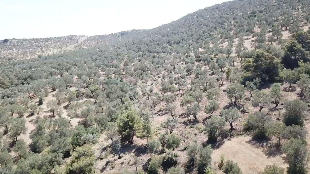 Ali Türk Gayrimenkulden Gömeç Karaağaçta Satılık Zeytinlik - Görsel 3