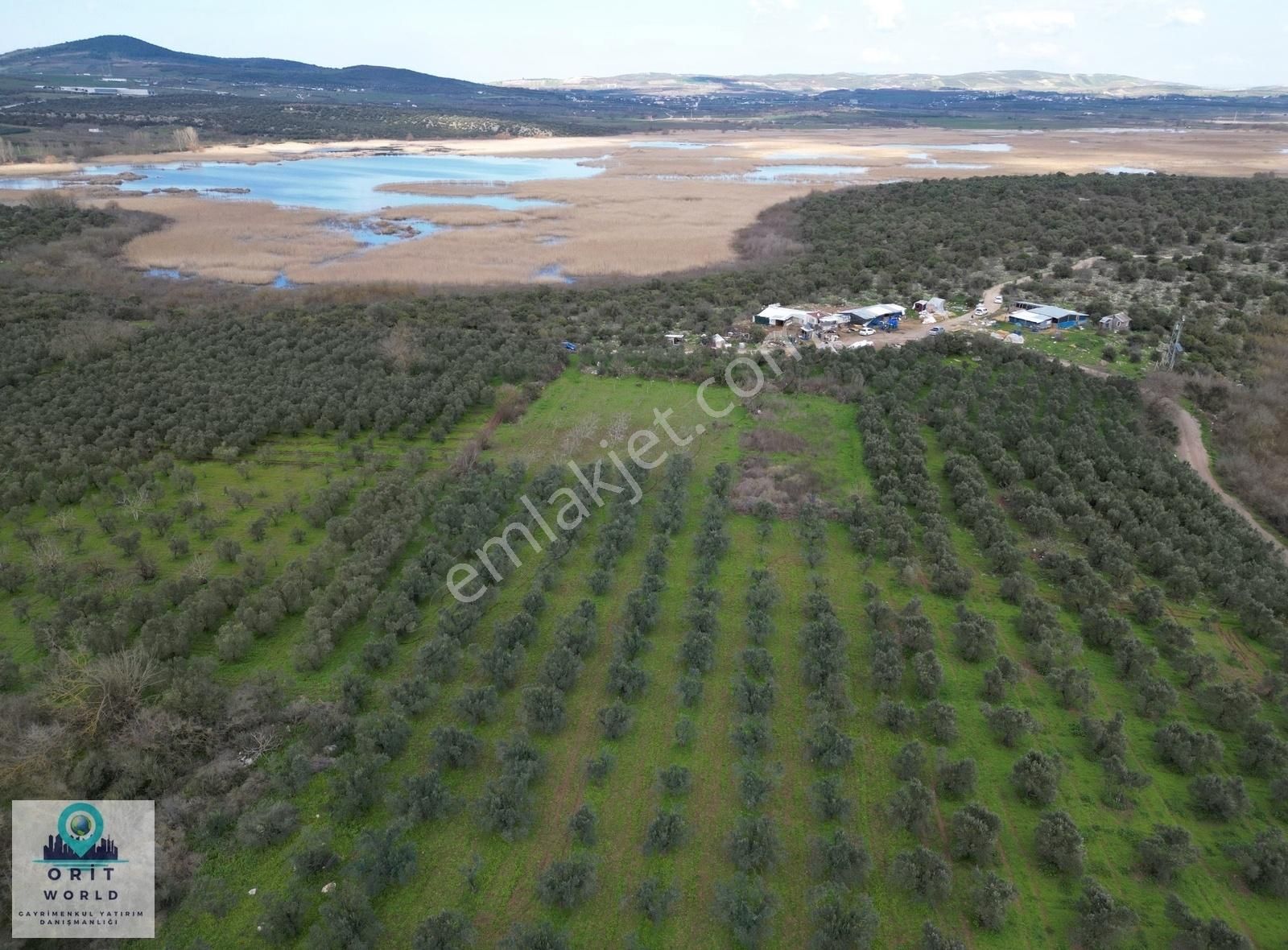 Gölyazı'da Göle Yakın Fırsat Zeytinlik