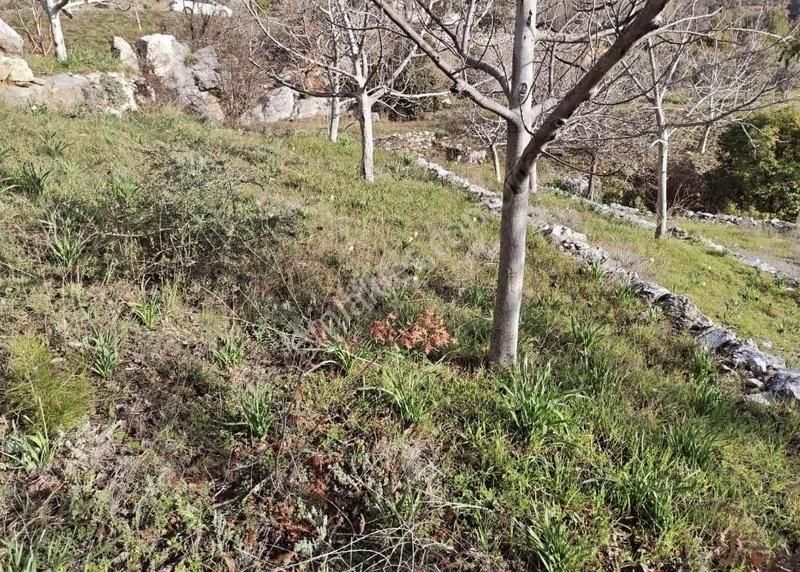 Alanya Mahmutseydi Yol Kenarı 524 M2 Satılık Tarla - Görsel 15